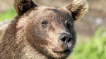 Young bear, Kamchatka