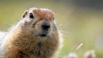 Groundhog, Kamchatka